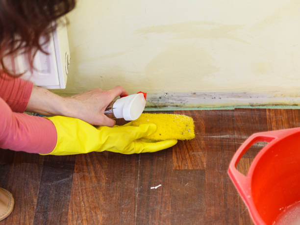 Why You Should Choose Our Mold Remediation Services in Clinton, UT